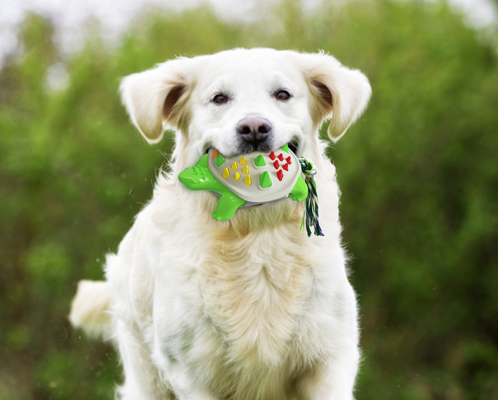 White dog playing with Brighty TurtleChew dental chew toy outdoors