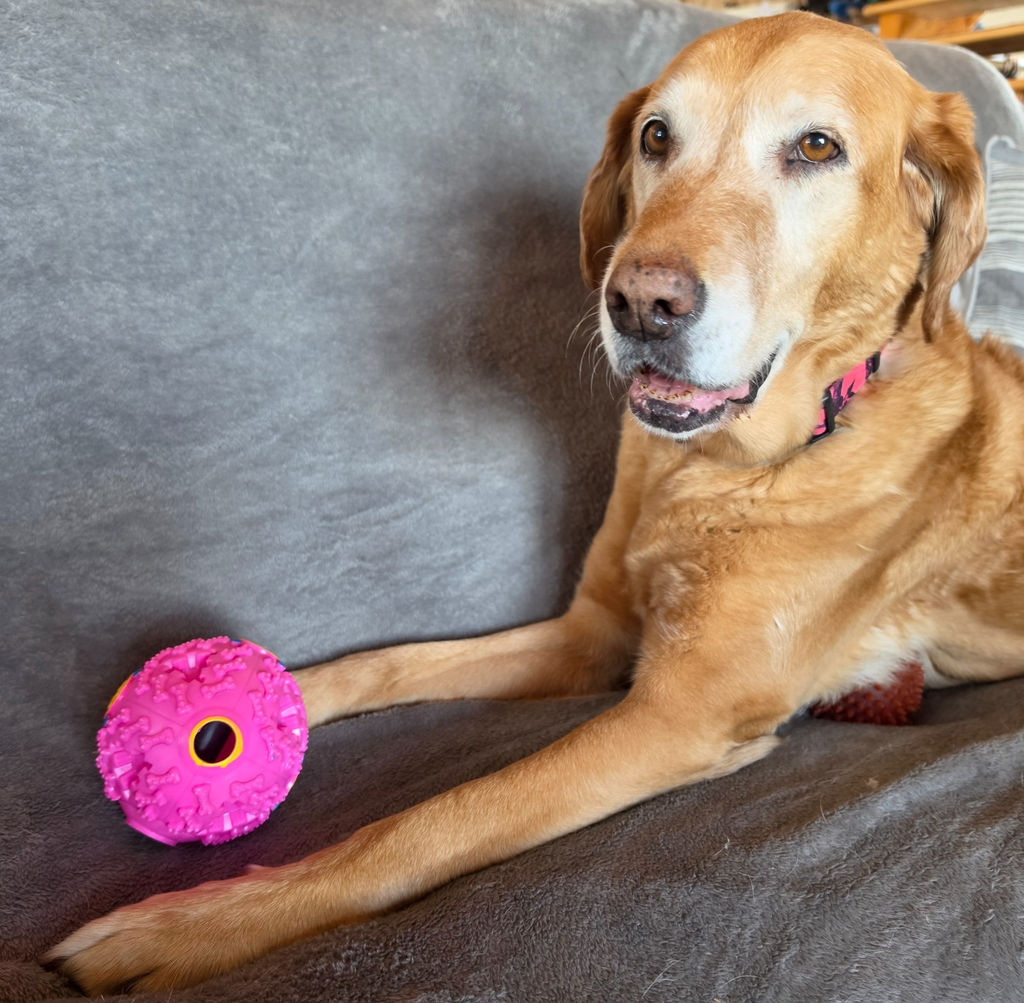 Brighty BrainBall – Golden Labrador with pink treat dispensing ball, interactive enrichment dog toy