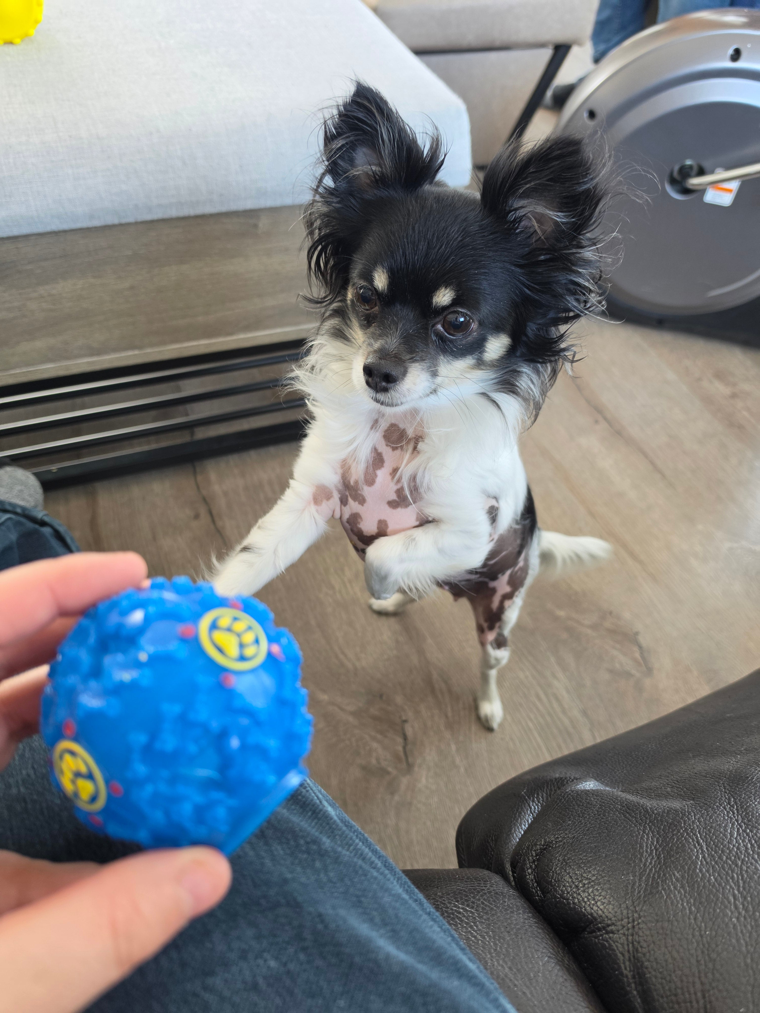 Brighty BrainBall – Small chihuahua dog playing with blue treat dispensing ball, interactive dog toy