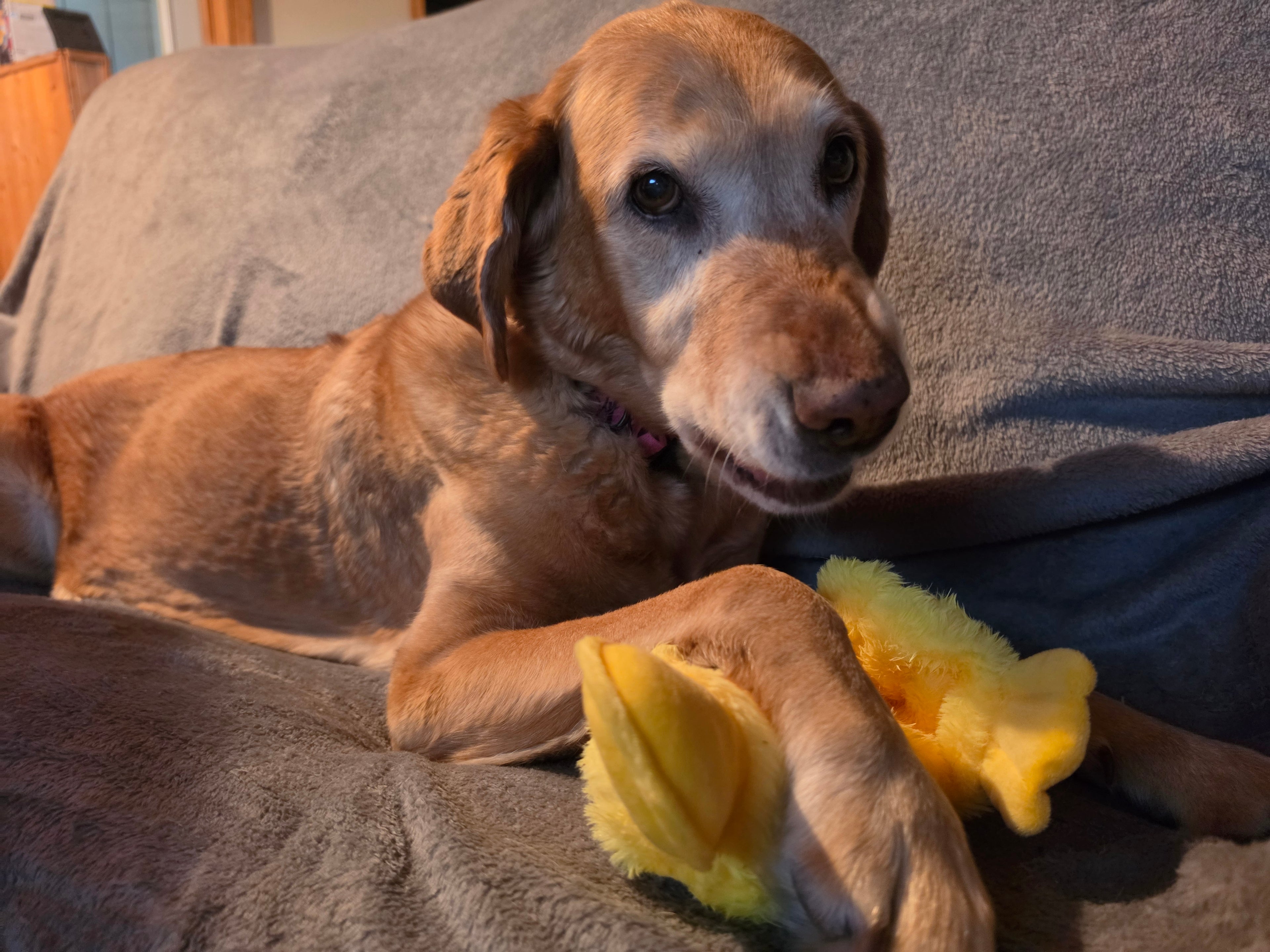 Brighty Quack – Golden Labrador holding yellow flat duck squeaky plush toy, cozy dog toy